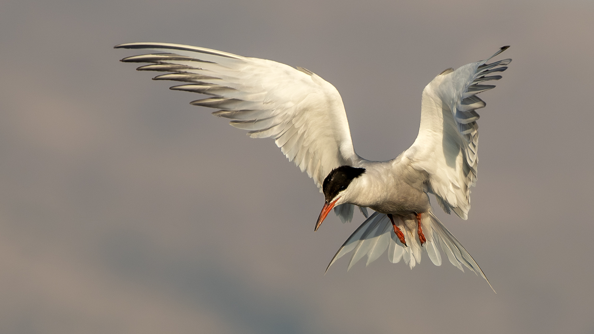 Common Tern